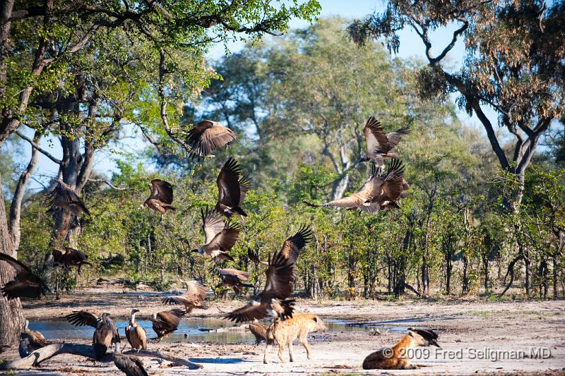 20090617_160836 D3 (1) X1.jpg - Hyena Feeding Frenzy, Part 2.  One hyena is resting close to the kill,another is chasing the vultures